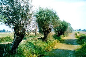 Polderlandschap