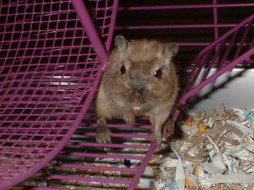 Gerbil adoption and rescue in Houston Texas