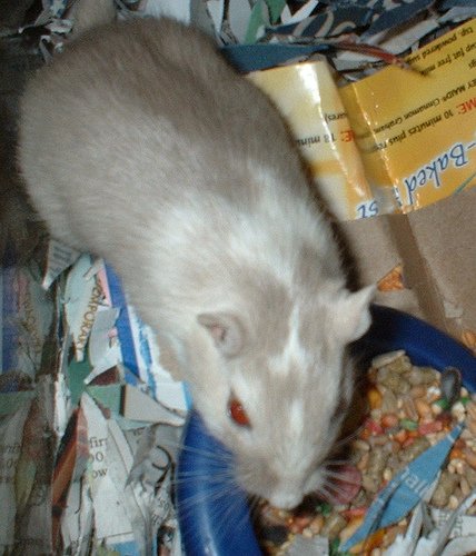 Zoot, male pied dove gerbil for adoption, gerbil rescue