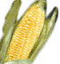 Elote