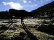 Vaca