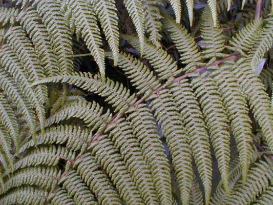 Helecho arborescente
