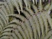 Helecho arborescente