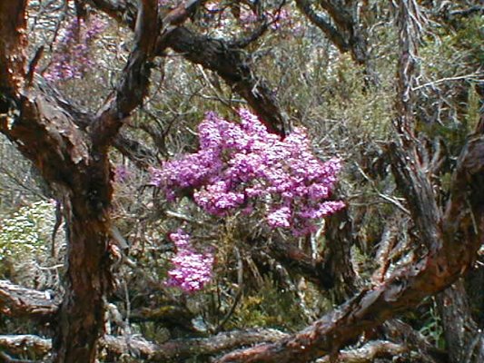 Flores
