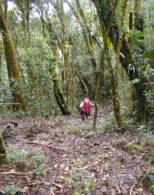 Inicio de la selva
