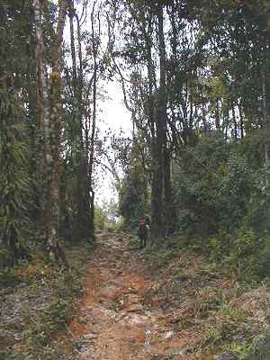 Selva nublada