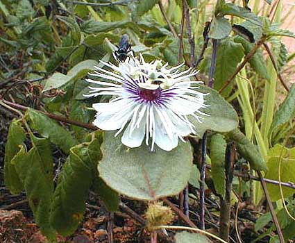 Flor silvestre