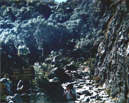 Bosque de coloraditos