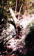 Arbol de races retorcidas
