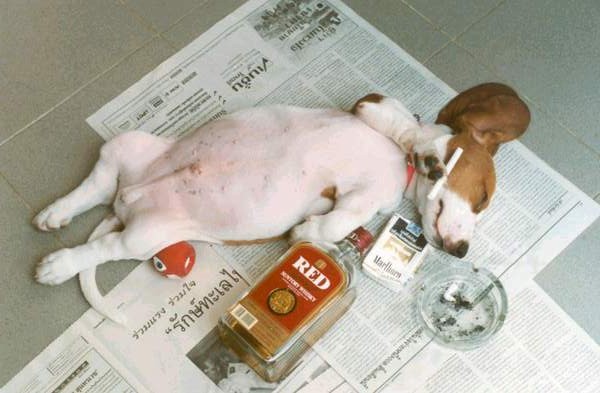 PARTY MUTT