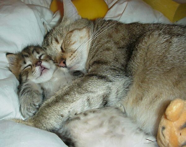 MOMMYCAT