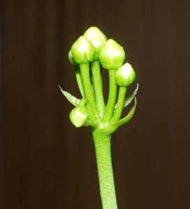 Las flores están a punto de abrirse