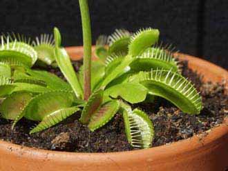 Limpio el moho y la planta continúa con buen aspecto