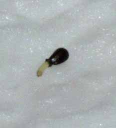 Segunda germinación