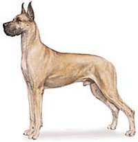 A Great Dane