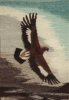 Wedgetail eagle