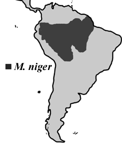 Black caiman distribution