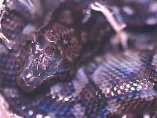 Juvenile Bimini boa