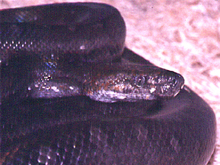 Adult Bimini boa