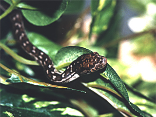 Juvenile Bimini boa