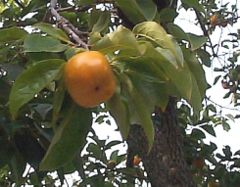 buah kesemek