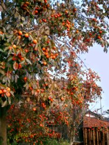 pohon kesemek berbuah