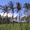 klapperbomen