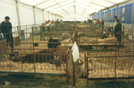 FERIA DE GANADO DE TALARRUBIAS