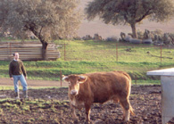TRABAJO DE CAMPO - BOVINO