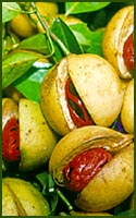 nutmeg02.jpg (17122 bytes)