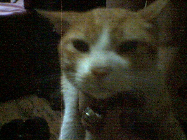 How cute can my cat be?