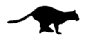 Animated Cat GIFs