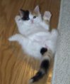 I'm Zoe the Turkish Van baby