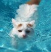 swimmert