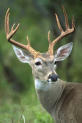white-tail deer