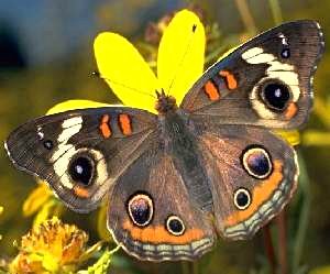 Common Buckeye Butterfly.  Paul A. Opler (click for stand-alone image)