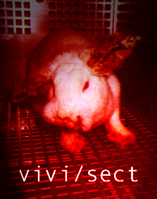 vivisect : mutilated rabbit - scabies research