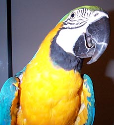 Blue the Blue and Gold Macaw