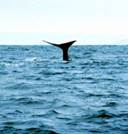Incredible vanishing sperm whale