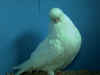 AA White Hen3.JPG (42950 bytes)