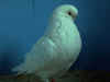 AA White Hen 2.JPG (43961 bytes)