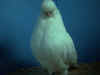 AA White Hen 5.JPG (43426 bytes)