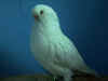 AA White Hen.JPG (45927 bytes)