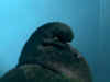 BB Blk CK1.JPG (56882 bytes)