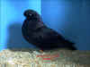 Best Cock.JPG (80121 bytes)