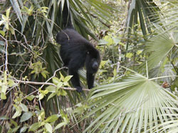 Black Howler Monkey
