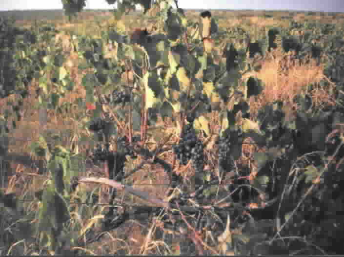 vineyard
