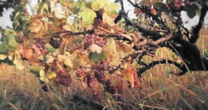 Red Misket