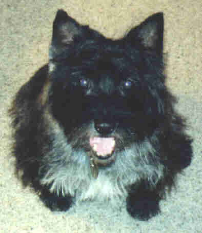 That's My Dog