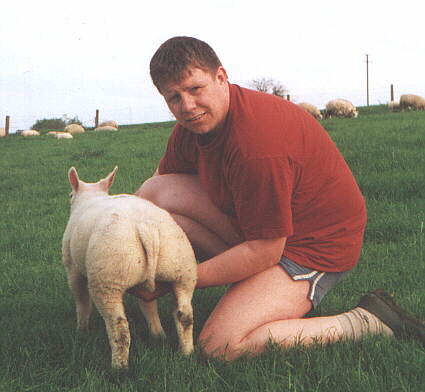Lamb Sold for export - 342 